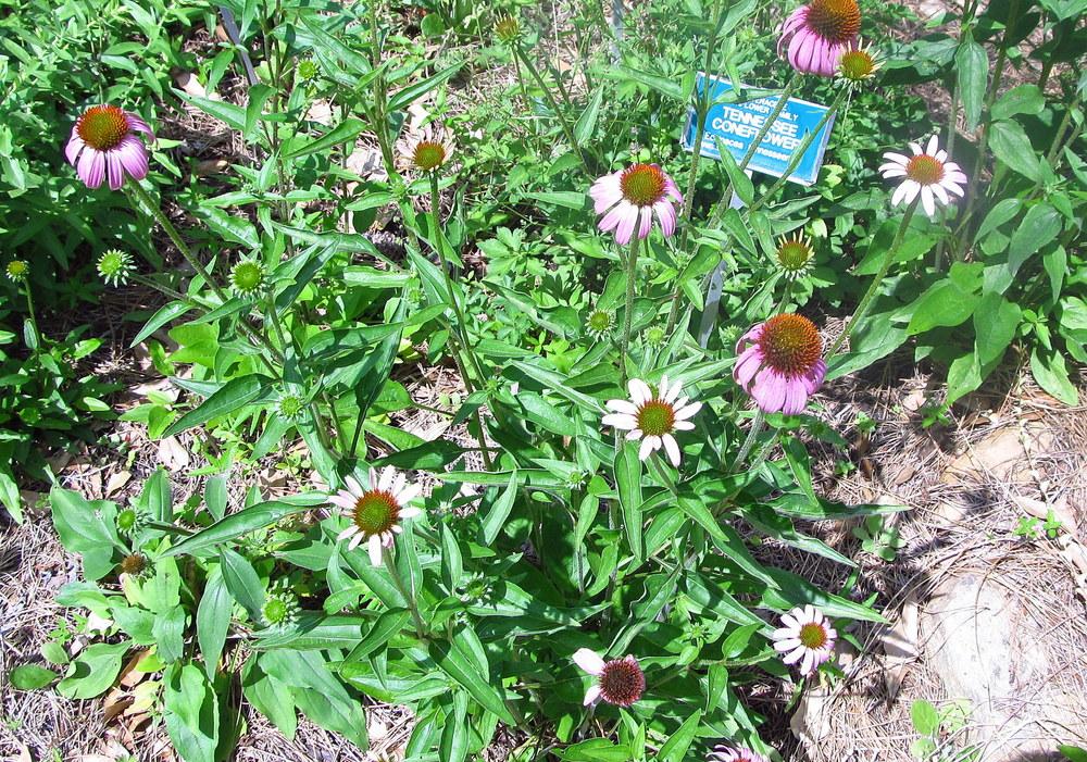 Photo of Tennessee Coneflower (Echinacea tennesseensis) uploaded by jmorth