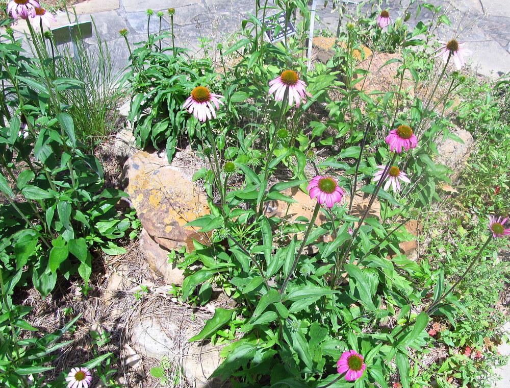 Photo of Tennessee Coneflower (Echinacea tennesseensis) uploaded by jmorth