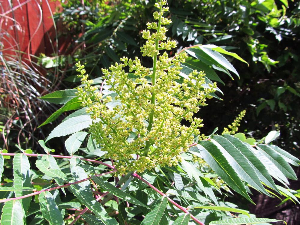 Photo of Staghorn Sumac (Rhus typhina) uploaded by jmorth