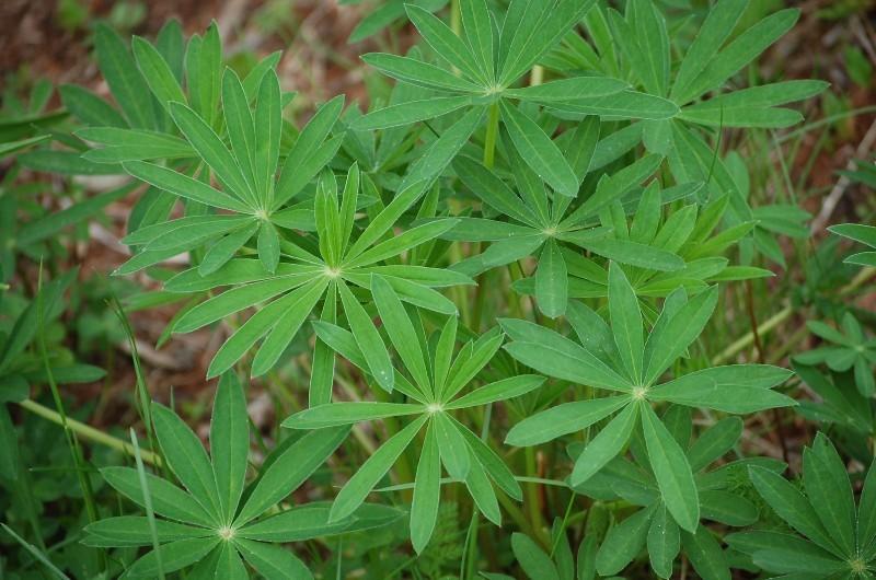 Photo of Russell Lupine (Lupinus regalis) uploaded by pixie62560
