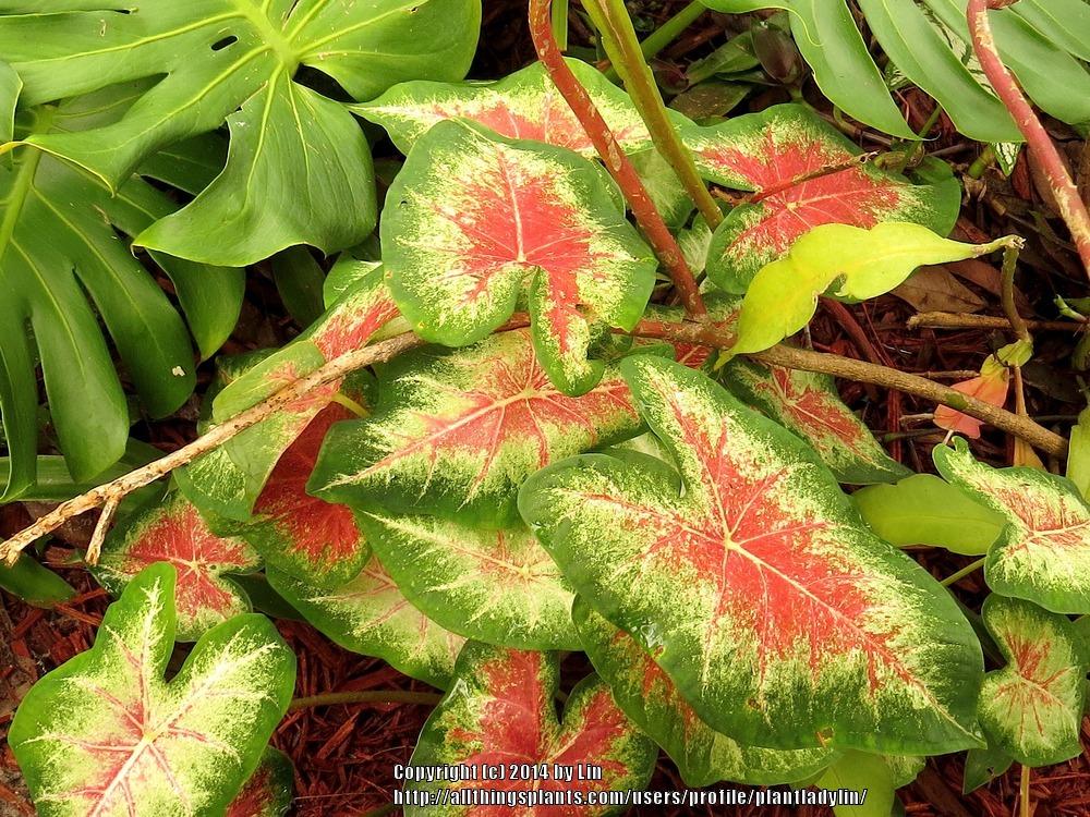 Photo of Fancy-leaf Caladium (Caladium 'Mrs. F. M. Joyner') uploaded by plantladylin