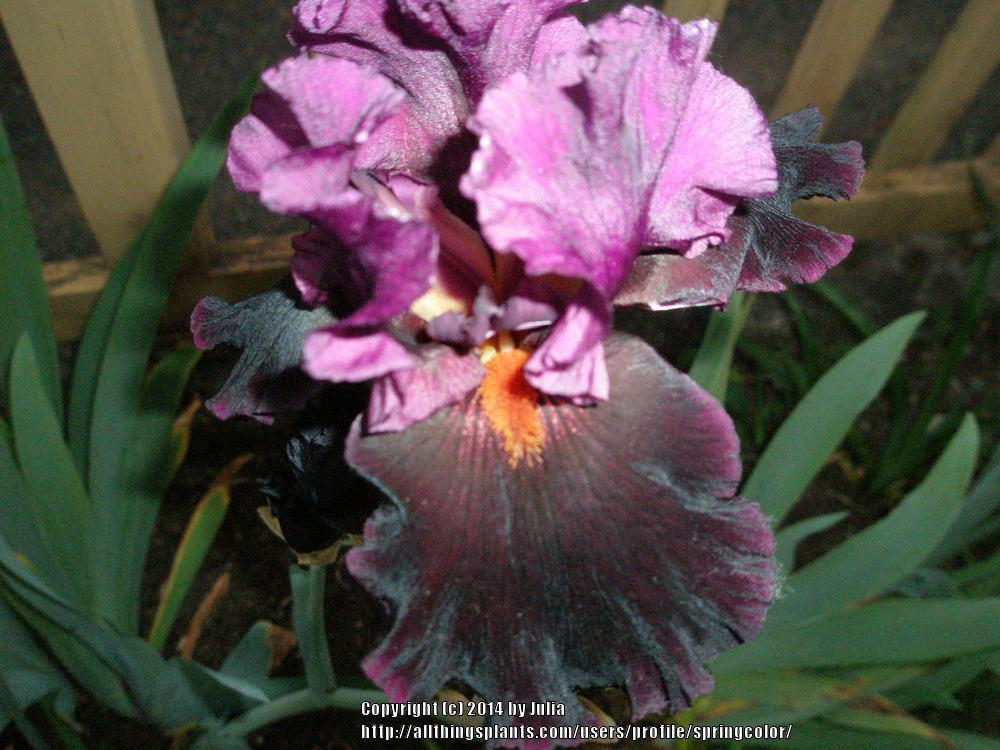 Photo of Tall Bearded Iris (Iris 'Black Magic Woman') uploaded by springcolor