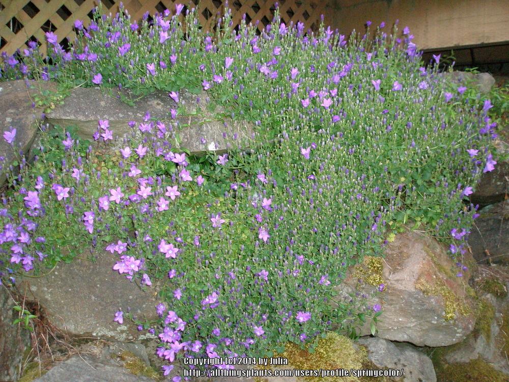 Photo of Bellflowers (Campanula) uploaded by springcolor