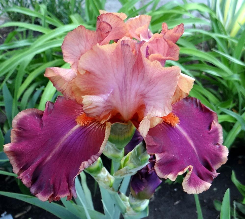 Photo of Tall Bearded Iris (Iris 'Impressionist') uploaded by stilldew