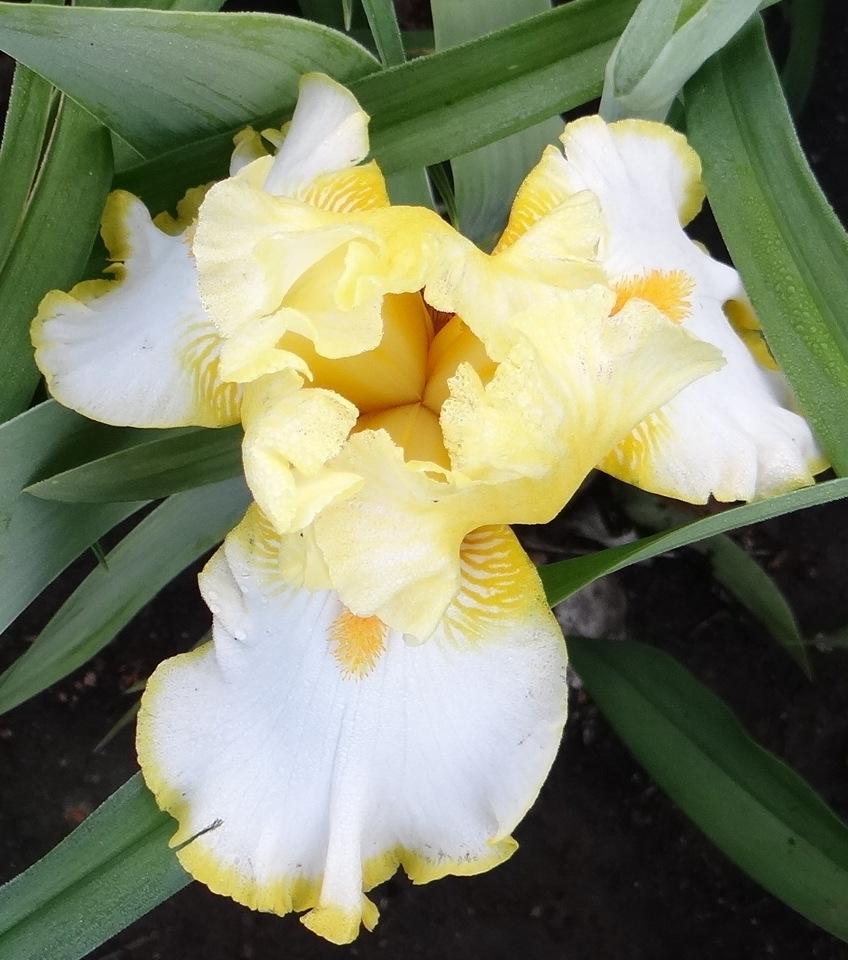 Photo of Tall Bearded Iris (Iris 'Sunrise Elegy') uploaded by stilldew