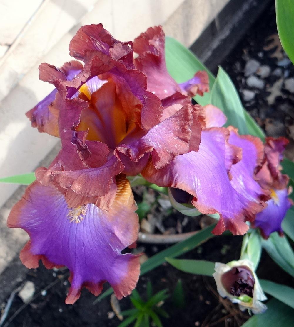 Photo of Tall Bearded Iris (Iris 'Xanthippe's Halo') uploaded by stilldew