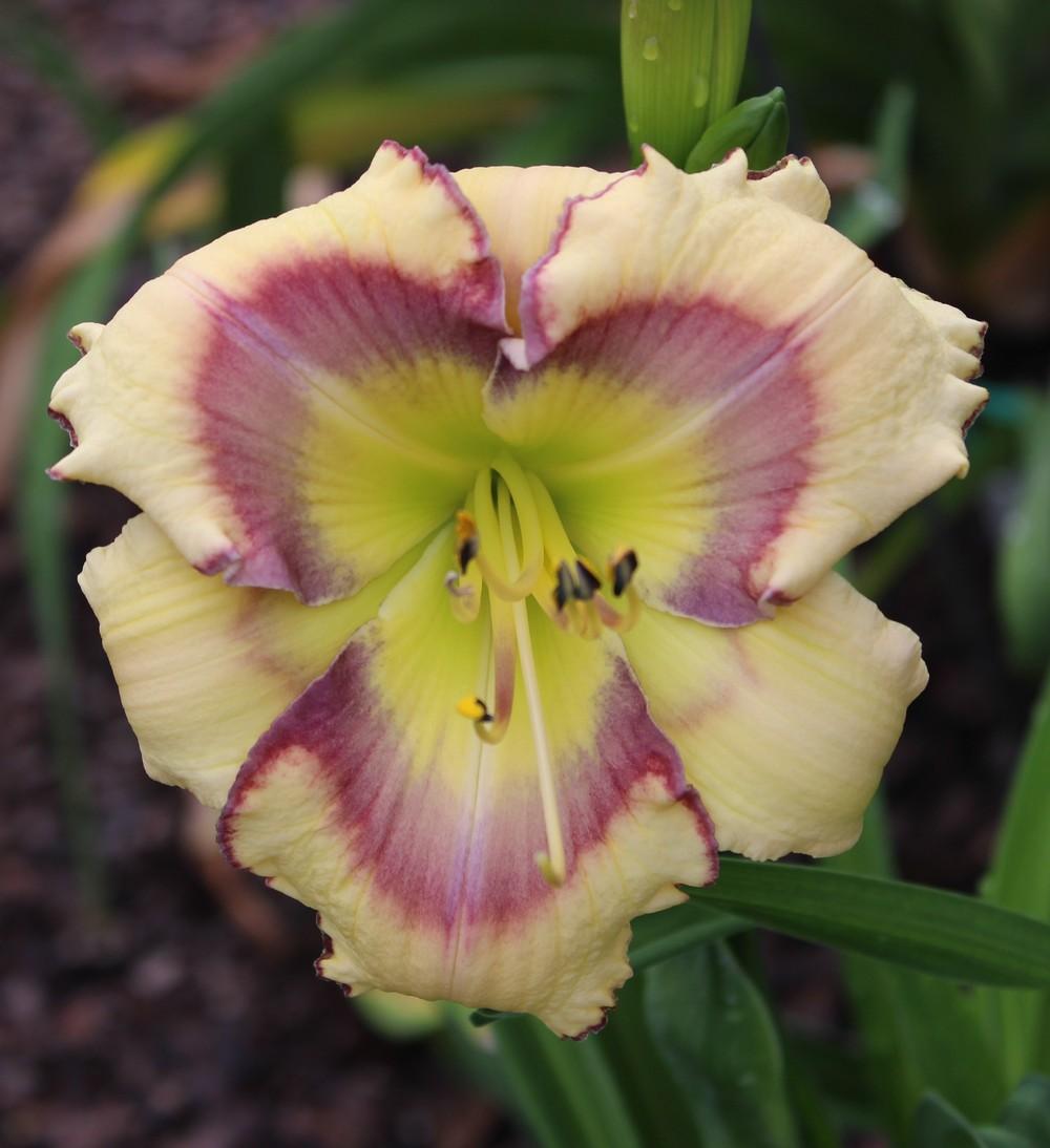 Photo of Daylily (Hemerocallis 'Butterfly Shores') uploaded by tink3472