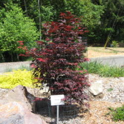 Location: Botanical Garden Brookings, Oregon
Date: 2014-05-16