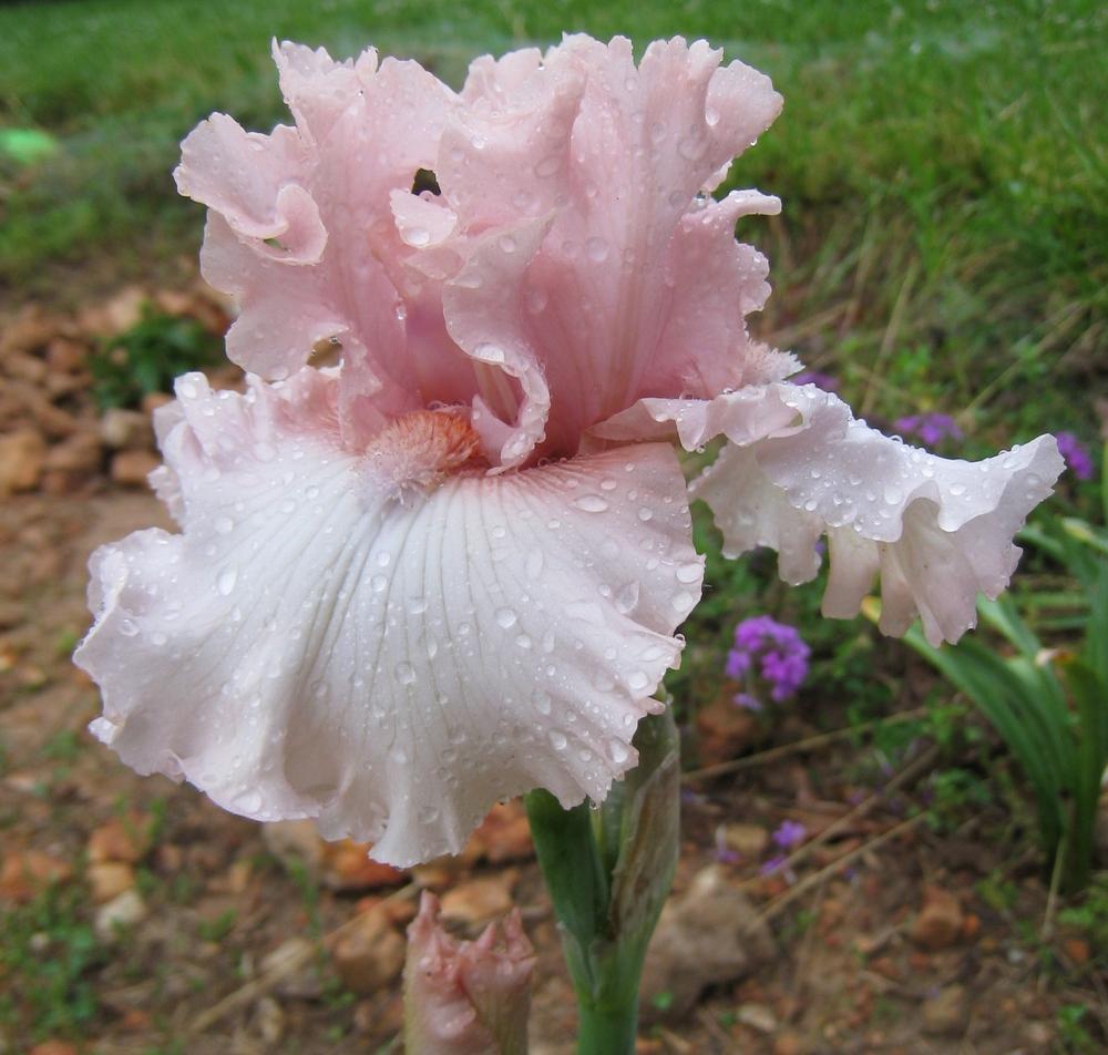 Photo of Tall Bearded Iris (Iris 'Note to God') uploaded by Dodecatheon3