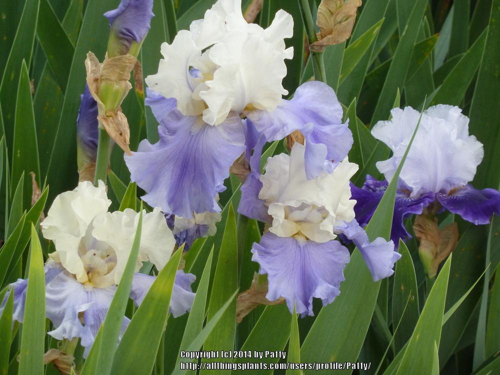 Photo of Tall Bearded Iris (Iris 'Stairway to Heaven') uploaded by Patty