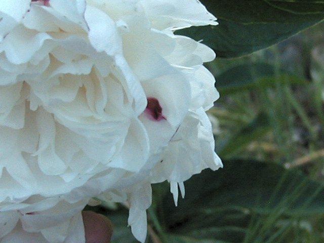 Photo of Peony (Paeonia lactiflora 'Festiva Maxima') uploaded by RoseBlush1