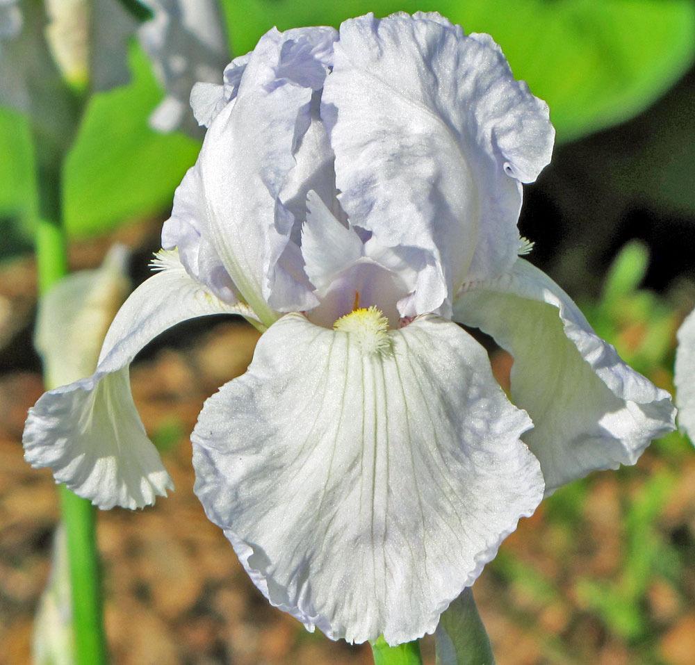 Photo of Tall Bearded Iris (Iris 'Snow Flurry') uploaded by TBGDN