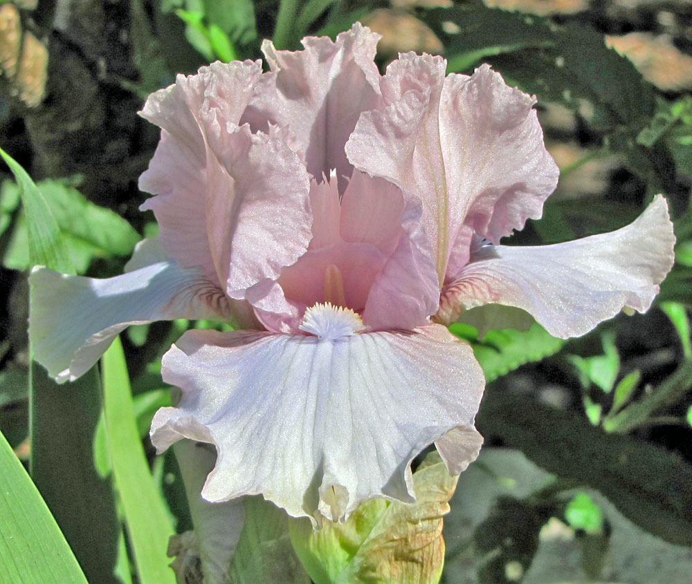 Photo of Intermediate Bearded Iris (Iris 'Londonderry') uploaded by TBGDN