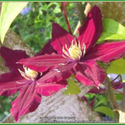 Location: Sebastian, Florida
Date: 2014-05-24
Clematis growing with a climbing rose plant.