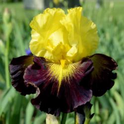Location: Southeast Indiana
Date: 2014-05-24
tall  bearded iris 'Explicit'