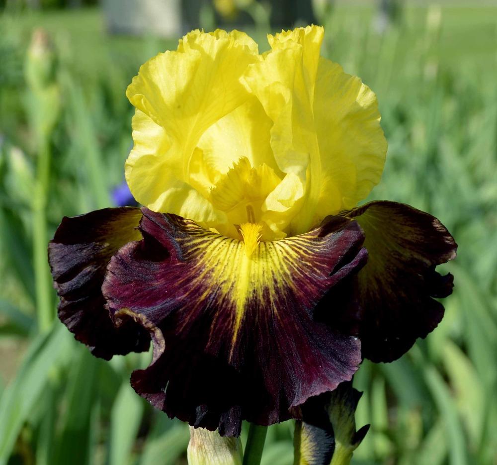 Photo of Tall Bearded Iris (Iris 'Explicit') uploaded by diggit