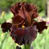 tall bearded iris 'Valentino'