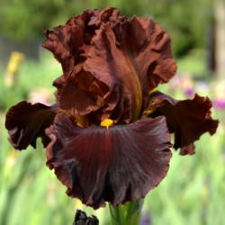 Location: Southeast Indiana
Date: 2014-05-24
tall bearded iris 'Valentino'