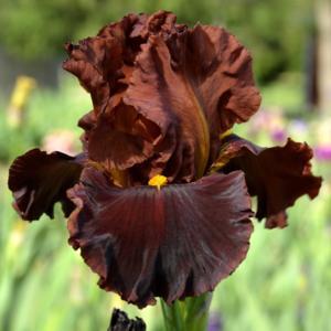 tall bearded iris 'Valentino'