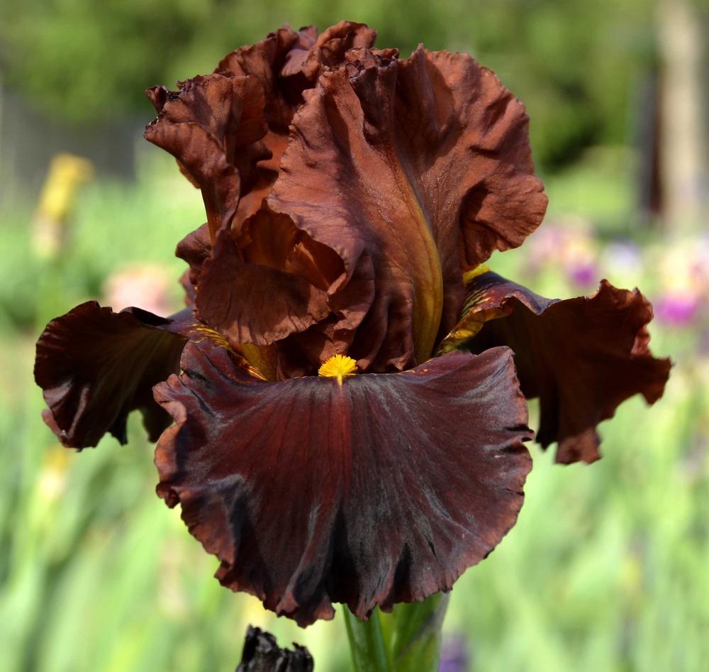 Photo of Tall Bearded Iris (Iris 'Valentino') uploaded by diggit
