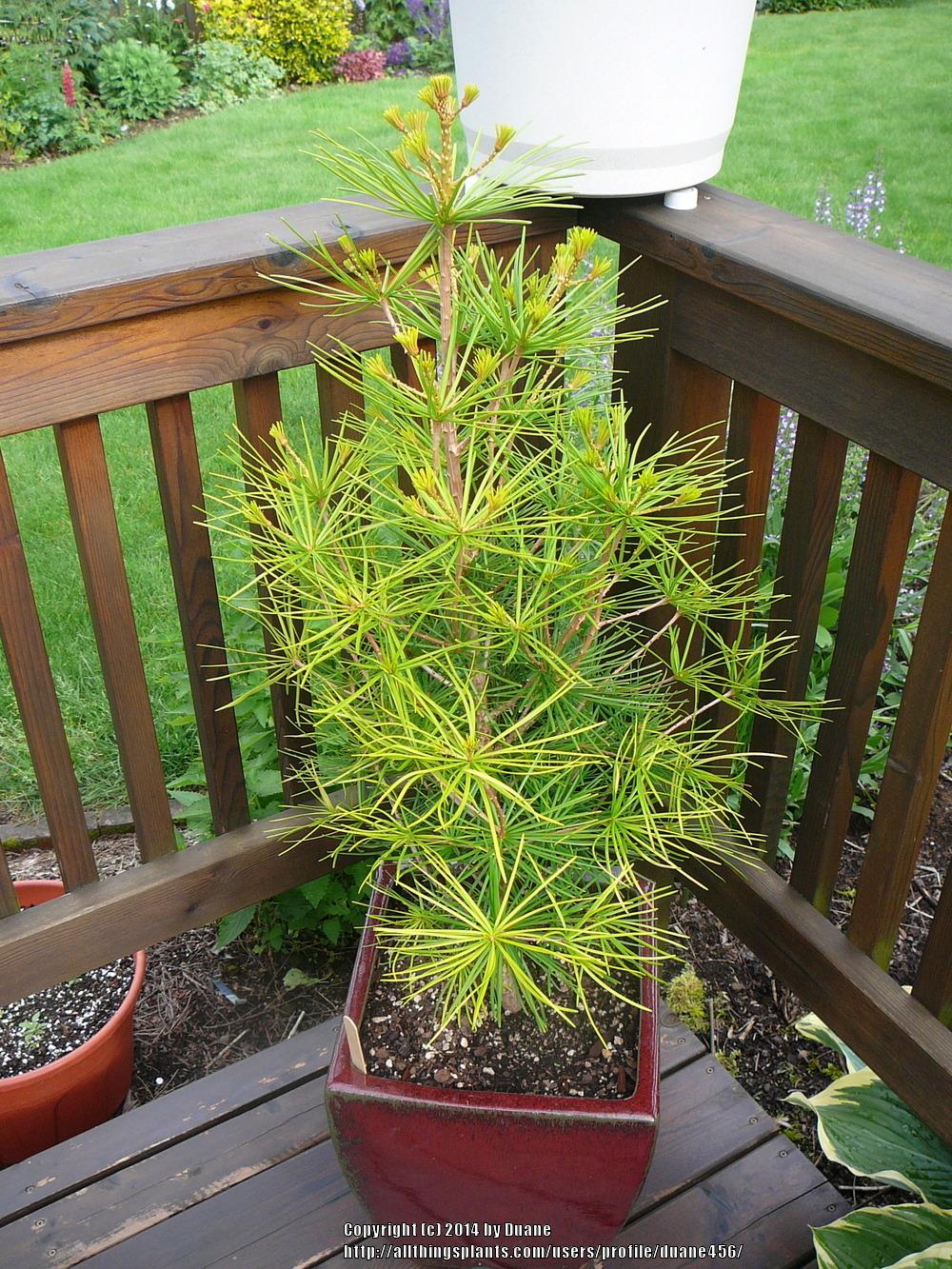 Photo of Japanese Umbrella Pine (Sciadopitys verticillata) uploaded by duane456