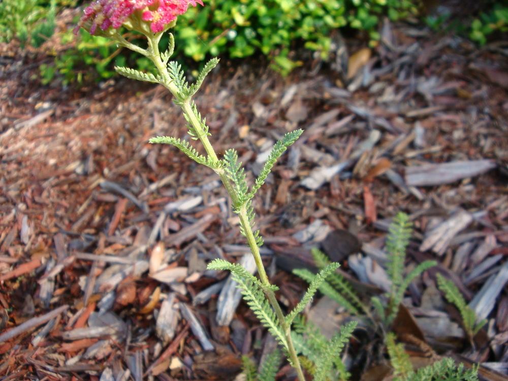 Photo of Yarrow (Achillea millefolium 'Paprika') uploaded by flaflwrgrl