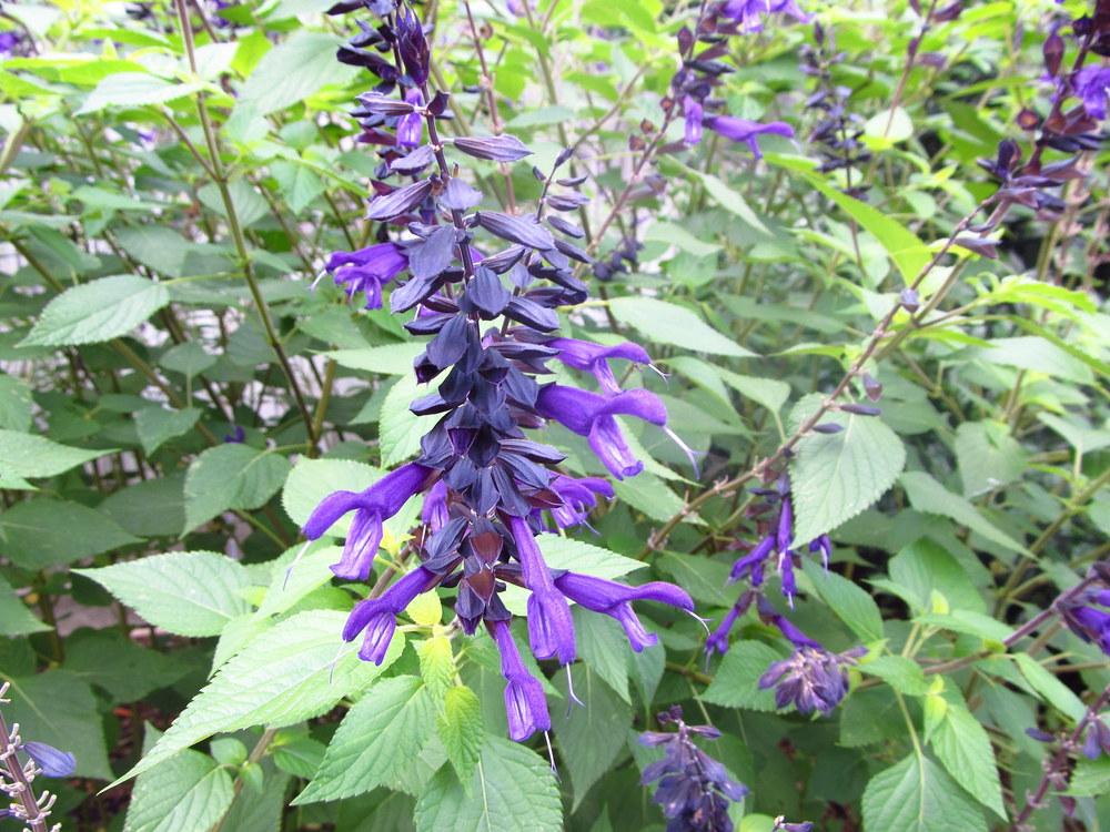 Photo of Salvias (Salvia) uploaded by jmorth