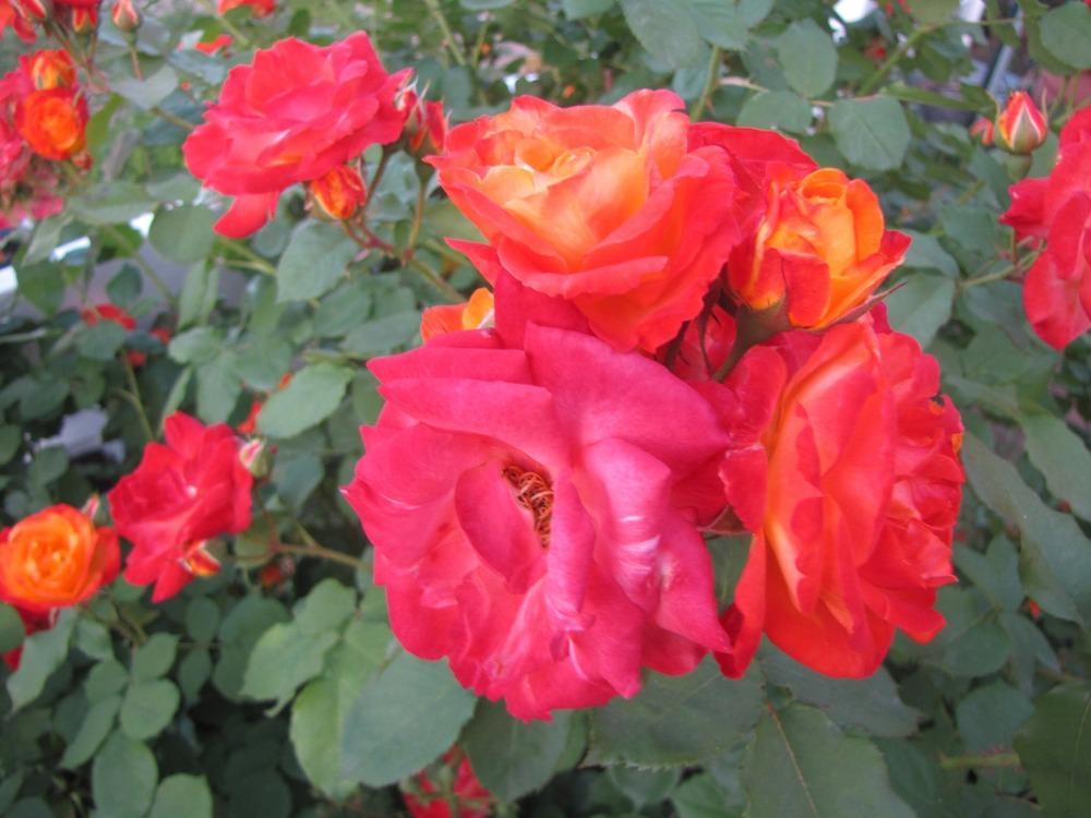 Photo of Rose (Rosa 'Joseph's Coat') uploaded by Fulene