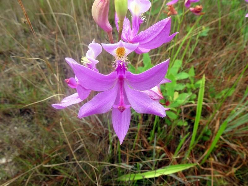 Photo of Grass Pink Orchid (Calopogon tuberosus) uploaded by Horntoad