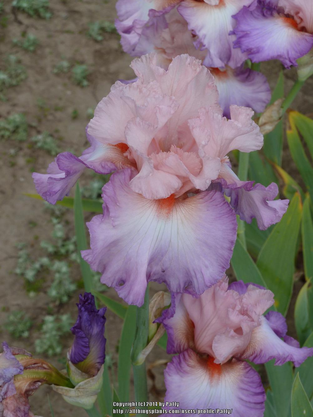 Photo of Tall Bearded Iris (Iris 'Blowing Kisses') uploaded by Patty