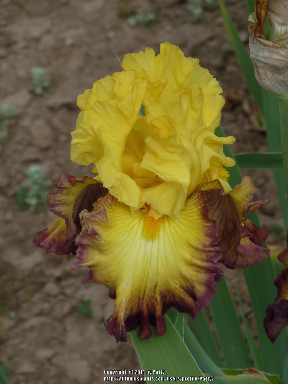 Photo of Tall Bearded Iris (Iris 'Summer Shadow') uploaded by Patty