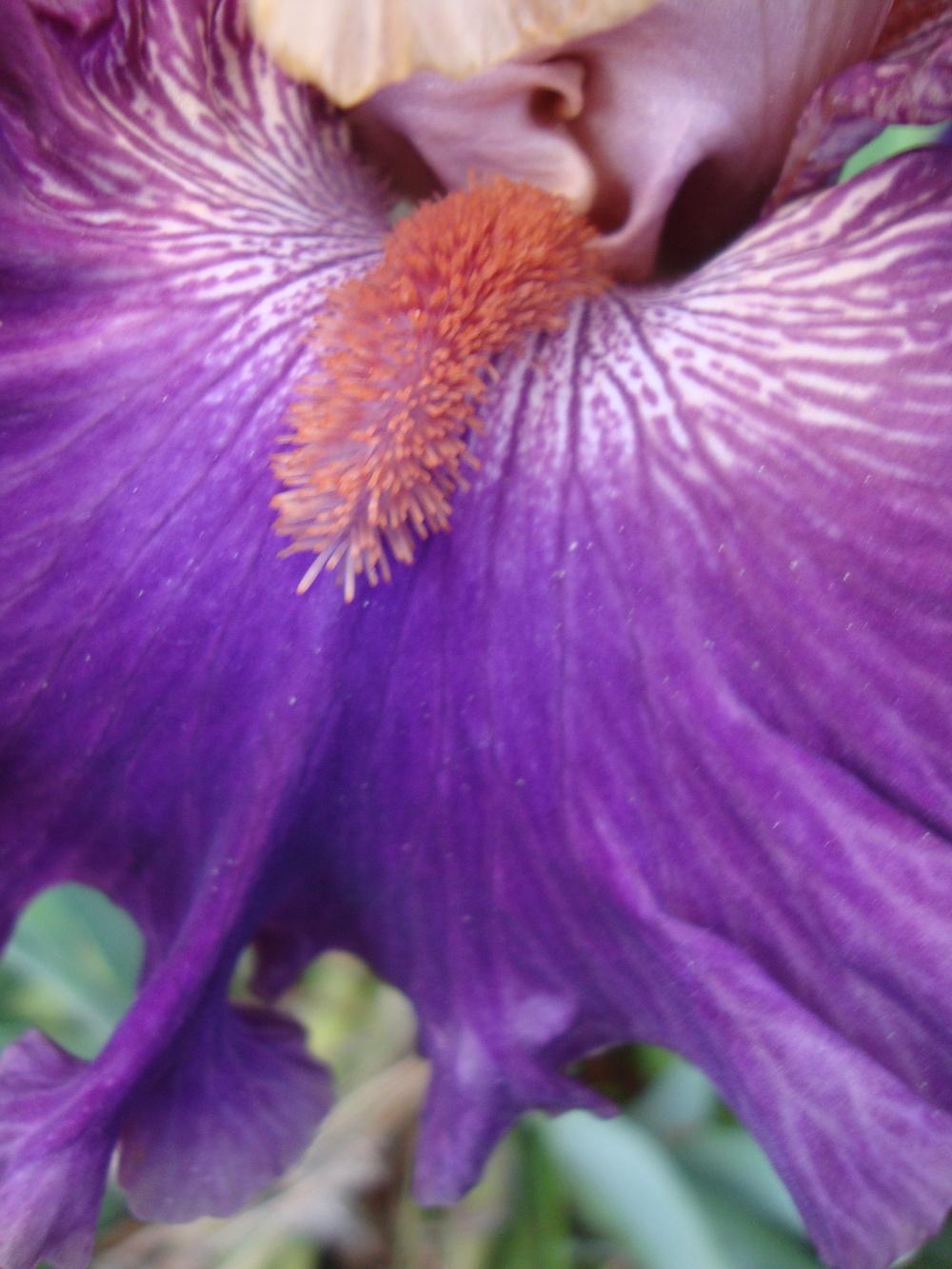 Photo of Tall Bearded Iris (Iris 'Puff the Magic') uploaded by Paul2032
