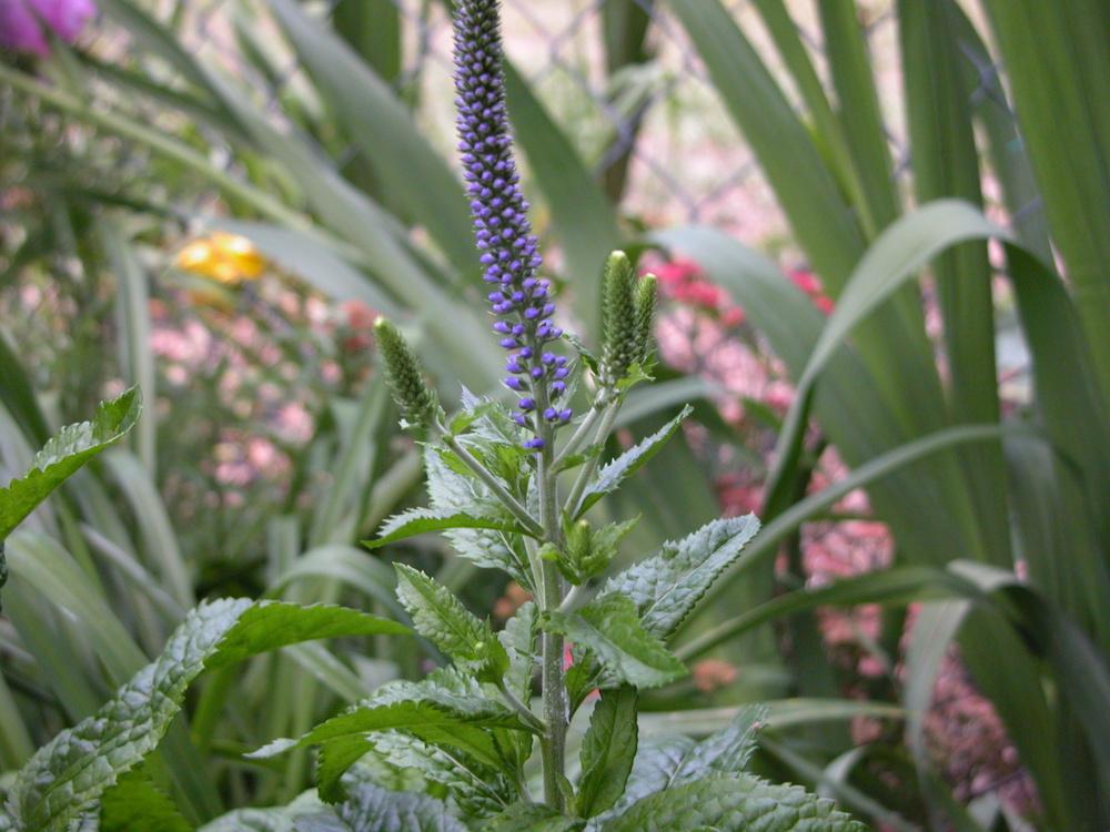 Photo of Speedwell (Veronica 'Sunny Border Blue') uploaded by Seedfork