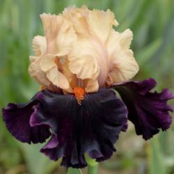 Location: Southeast Indiana
Date: 2014-05-25
tall bearded iris 'Ocelot'