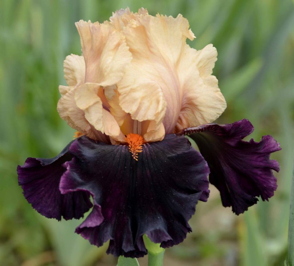 Photo of Tall Bearded Iris (Iris 'Ocelot') uploaded by diggit
