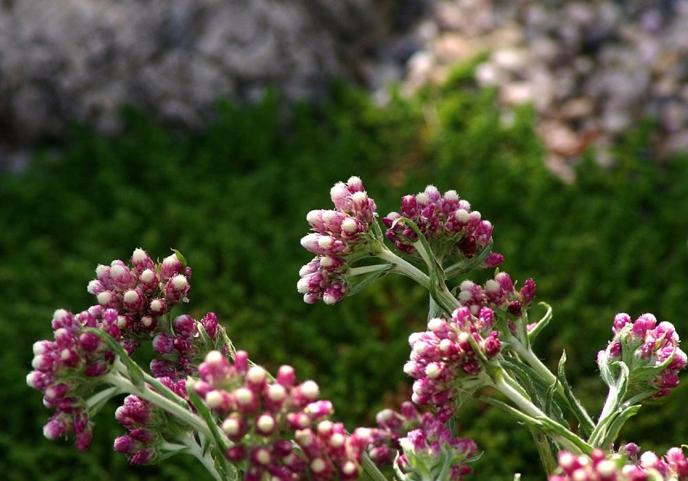 Photo of Pink Pussytoes (Antennaria rosea) uploaded by dirtdorphins