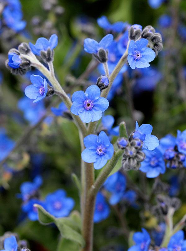 Photo of Chinese Forget-Me-Not (Cynoglossum amabile 'Azul') uploaded by Calif_Sue