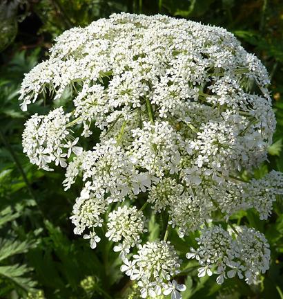 Photo of Queen Anne's Lace (Daucus carota) uploaded by Calif_Sue
