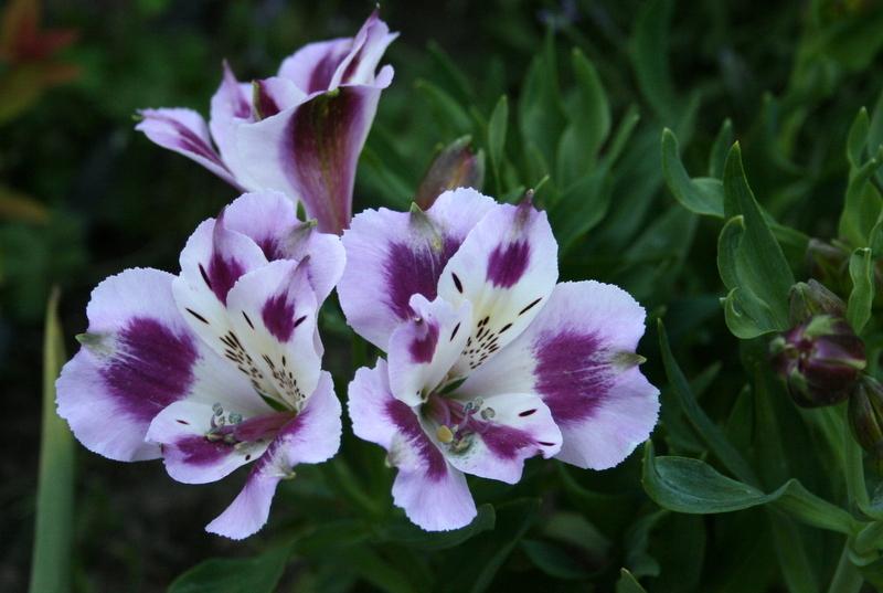Photo of Peruvian Lily (Alstroemeria Inticancha® Passion) uploaded by Calif_Sue