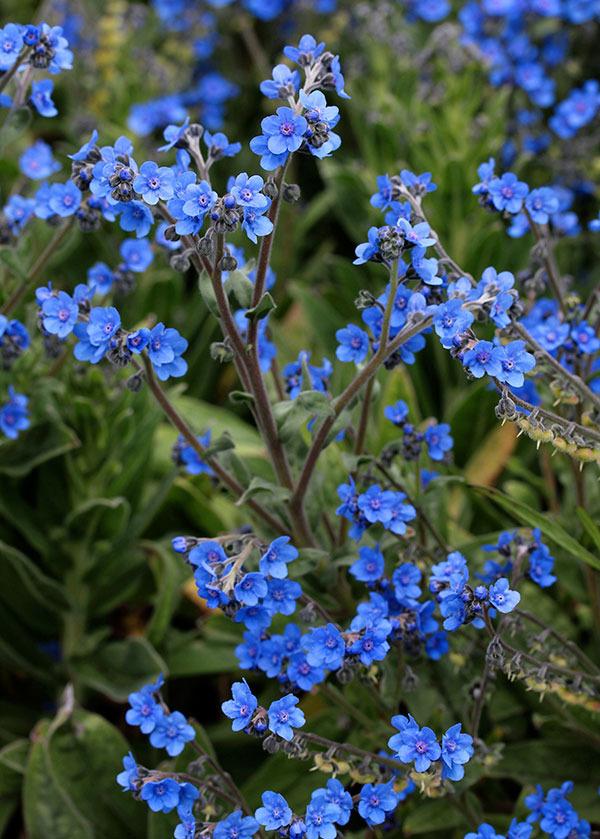 Photo of Chinese Forget-Me-Not (Cynoglossum amabile 'Azul') uploaded by Calif_Sue