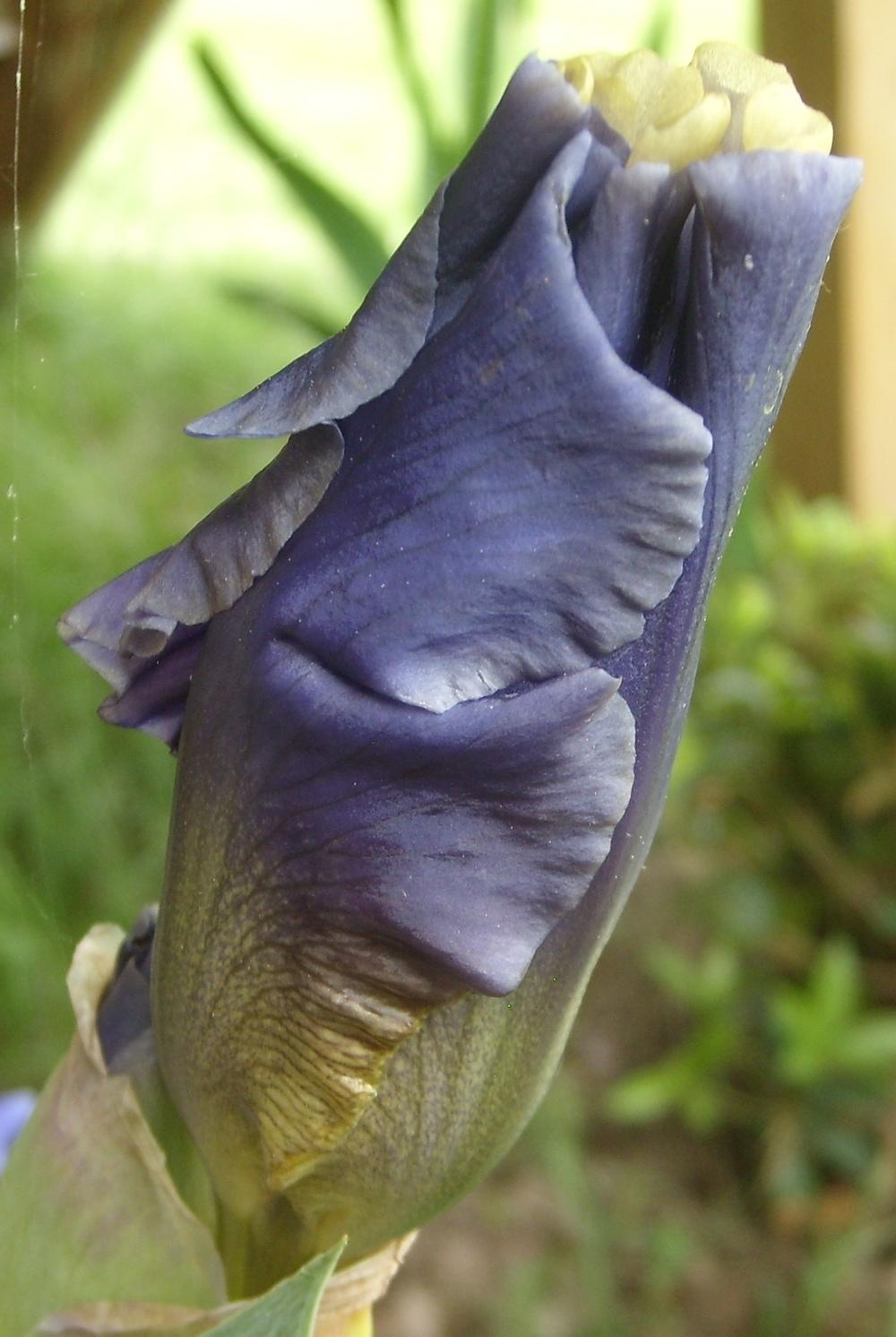Photo of Tall Bearded Iris (Iris 'Mother Earth') uploaded by DaveinPA
