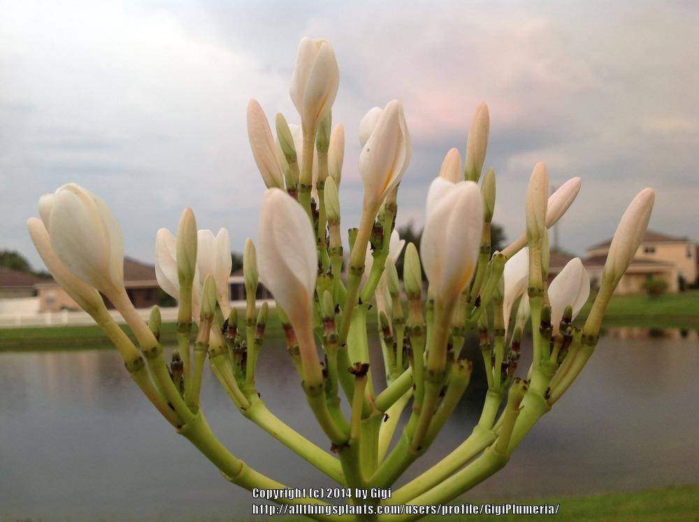 Photo of Plumeria (Plumeria rubra 'King Kalakaua') uploaded by GigiPlumeria