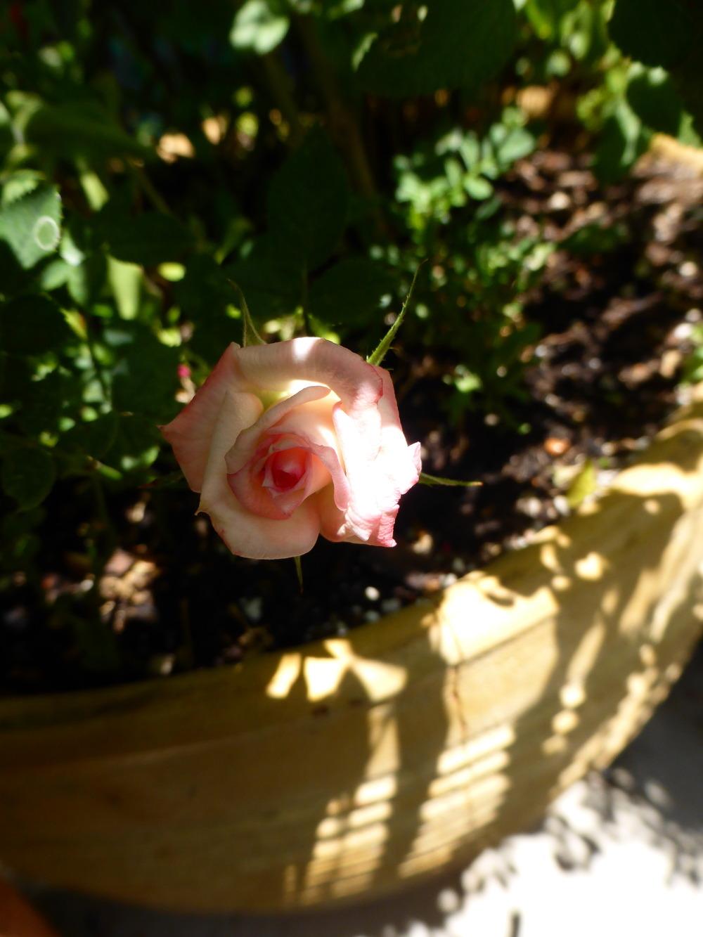 Photo of Rose (Rosa 'Hanky Panky') uploaded by JulieB