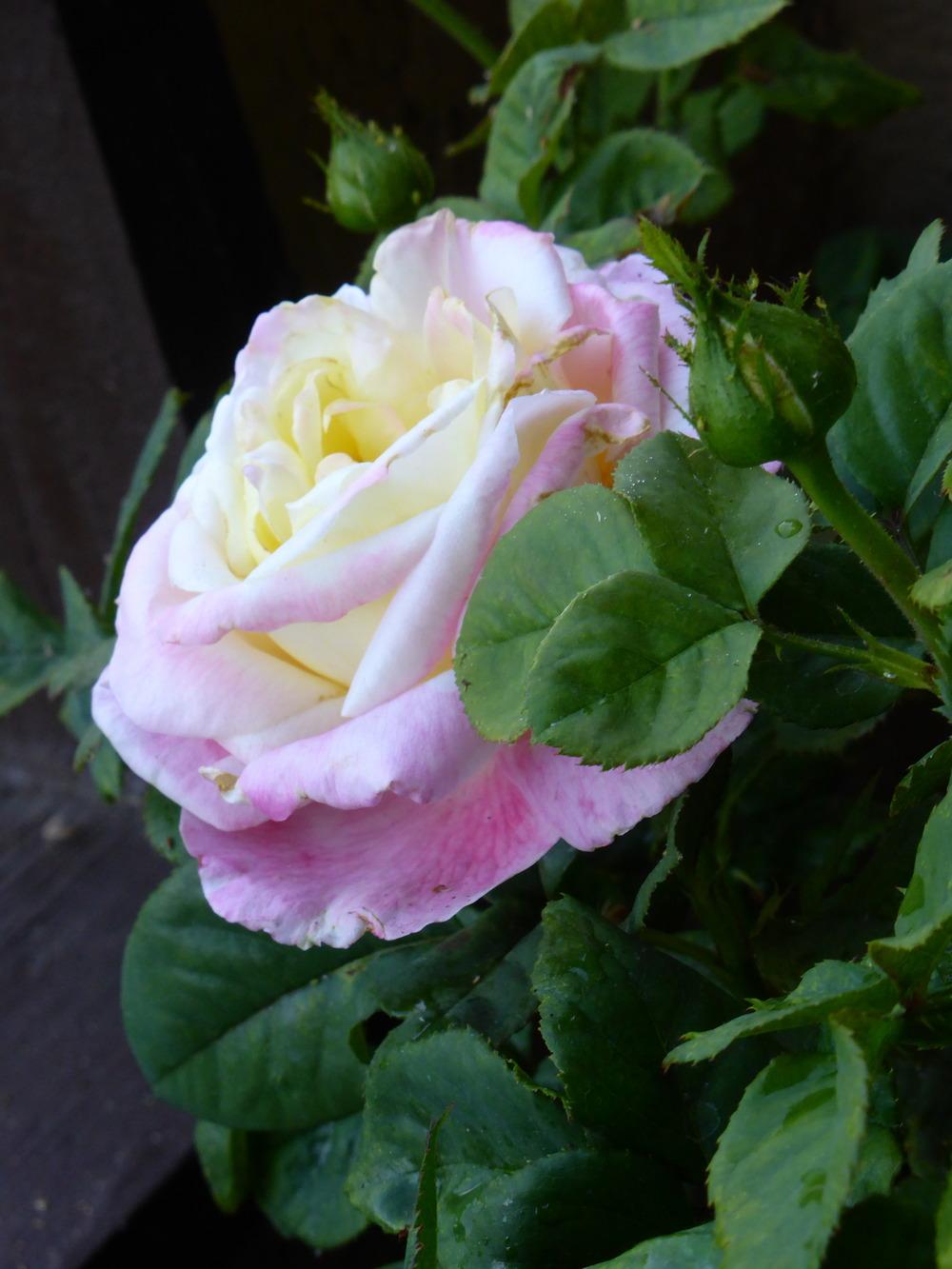 Photo of Rose (Rosa 'Bella'roma') uploaded by JulieB