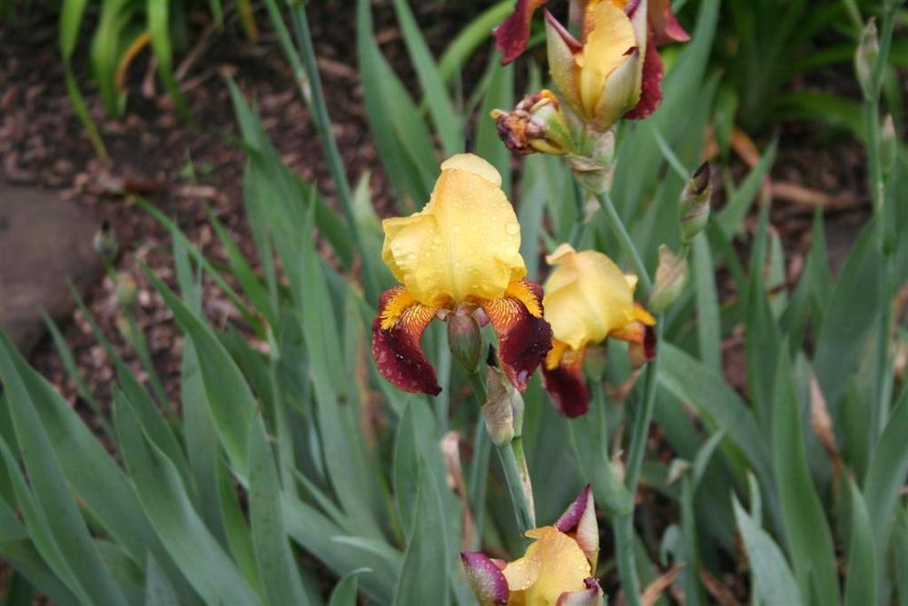 Photo of Tall Bearded Iris (Iris 'Accent') uploaded by KentPfeiffer