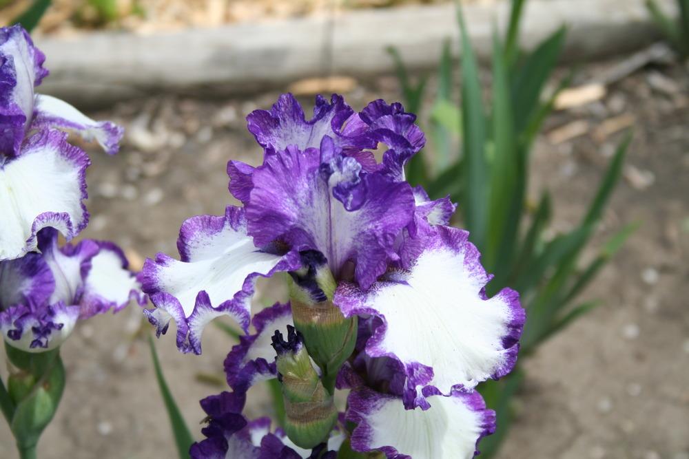 Photo of Tall Bearded Iris (Iris 'Barbara May') uploaded by KentPfeiffer