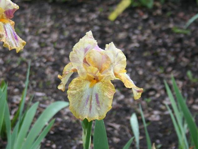Photo of Tall Bearded Iris (Iris 'Autumn Years') uploaded by KentPfeiffer