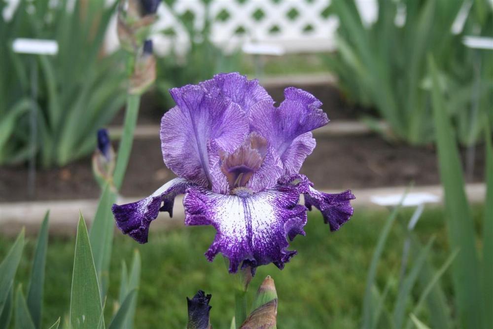 Photo of Tall Bearded Iris (Iris 'Broadband') uploaded by KentPfeiffer