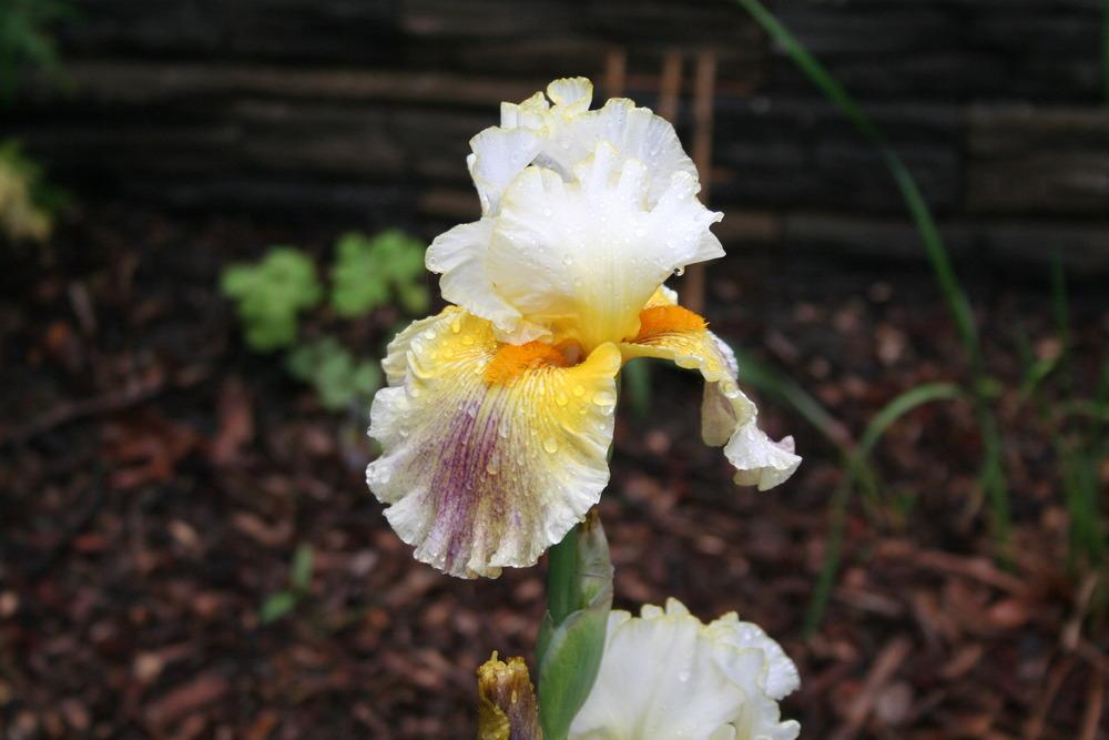 Photo of Tall Bearded Iris (Iris 'Brainstorm') uploaded by KentPfeiffer