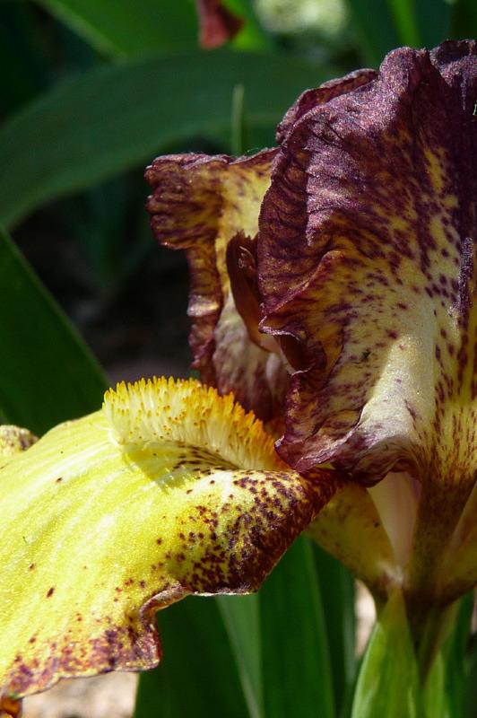 Photo of Standard Dwarf Bearded Iris (Iris 'Tremors') uploaded by Lestv